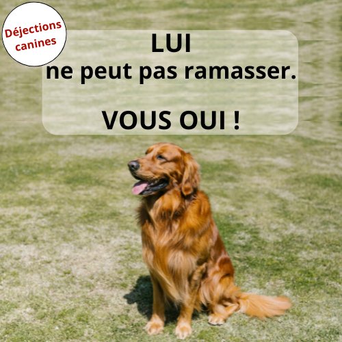 DÉJECTIONS CANINES 🐕 DÉJECTIONS CANINES 🐕