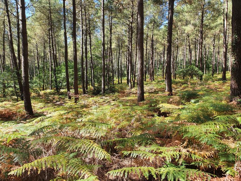 Forêt