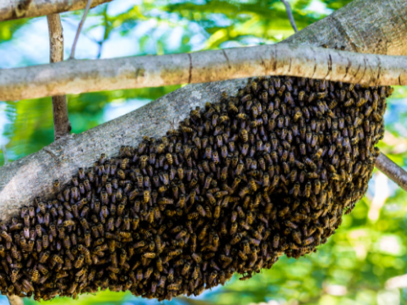 Essaim d'abeilles
