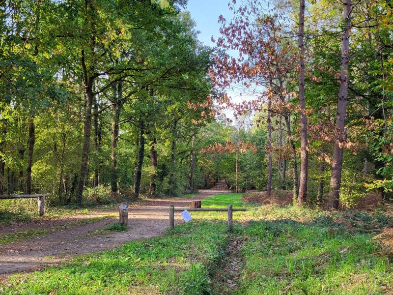 Forêt