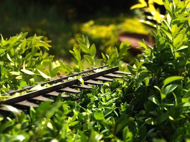 RAPPEL concernant les haies et buissons en bordure des voies