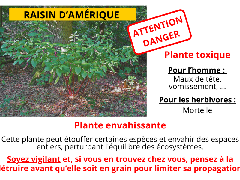 PHYTOLAQUE OU RAISIN D'AMÉRIQUE